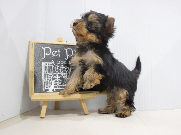 兵庫県のヨークシャーテリア (ペット・プラザ アミーゴつかしん店/2025年10月30日生まれ/女の子/スチールブルータン)の子犬の3枚目の画像