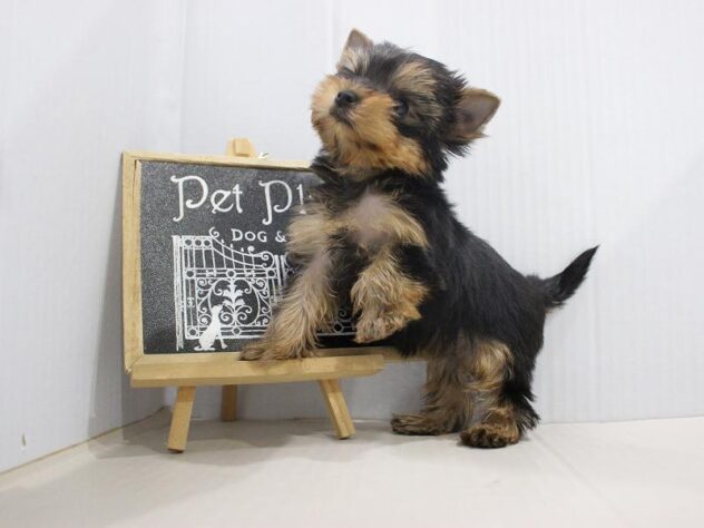 兵庫県のヨークシャーテリア (ペット・プラザ アミーゴつかしん店/2025年10月30日生まれ/女の子/スチールブルータン)の子犬の2枚目の画像