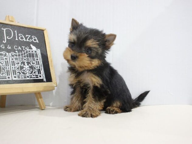 兵庫県のヨークシャーテリア (ペット・プラザ アミーゴつかしん店/2025年10月30日生まれ/女の子/スチールブルータン)の子犬の1枚目の画像