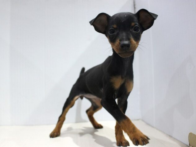 兵庫県のミニチュアピンシャー (ペット・プラザ アミーゴつかしん店/2025年10月28日生まれ/女の子/ブラックタン)の子犬の1枚目の画像