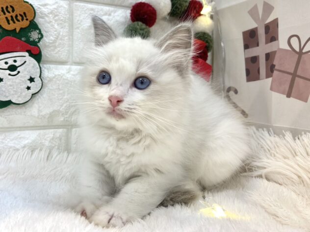 兵庫県のラグドール (ワンキャラット アミーゴ姫路飾磨店/2025年10月10日生まれ/女の子/ブルーポイントバイカラー)の子猫の3枚目の画像