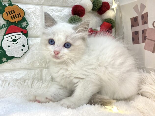 兵庫県のラグドール (ワンキャラット アミーゴ姫路飾磨店/2025年10月10日生まれ/女の子/ブルーポイントバイカラー)の子猫の2枚目の画像