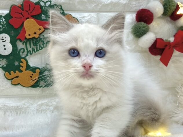 兵庫県のラグドール (ワンキャラット アミーゴ姫路飾磨店/2025年10月10日生まれ/女の子/ブルーポイントバイカラー)の子猫の1枚目の画像