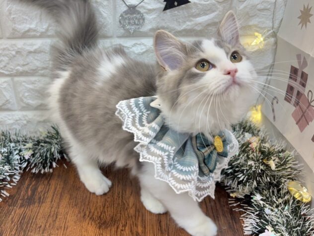 兵庫県のラガマフィン (ワンキャラット アミーゴ姫路飾磨店/2025年8月31日生まれ/男の子/ブルータビーホワイト)の子猫の3枚目の画像