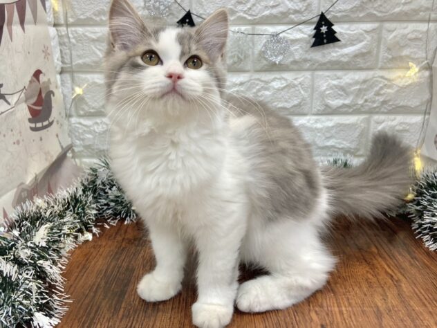 兵庫県のラガマフィン (ワンキャラット アミーゴ姫路飾磨店/2025年8月31日生まれ/男の子/ブルータビーホワイト)の子猫の2枚目の画像