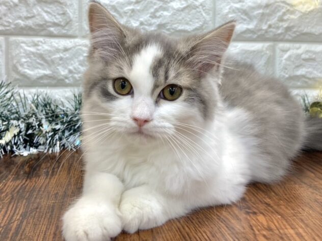 兵庫県のラガマフィン (ワンキャラット アミーゴ姫路飾磨店/2025年8月31日生まれ/男の子/ブルータビーホワイト)の子猫