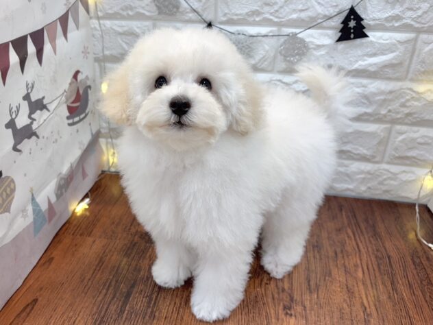 兵庫県のミニチュアプードル (ワンキャラット アミーゴ姫路飾磨店/2025年9月20日生まれ/男の子/ペールフォーン)の子犬の3枚目の画像