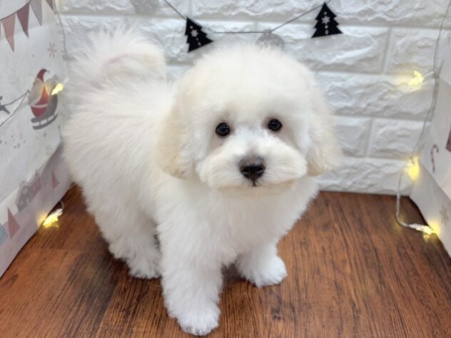 兵庫県のミニチュアプードル (ワンキャラット アミーゴ姫路飾磨店/2025年9月20日生まれ/男の子/ペールフォーン)の子犬の2枚目の画像