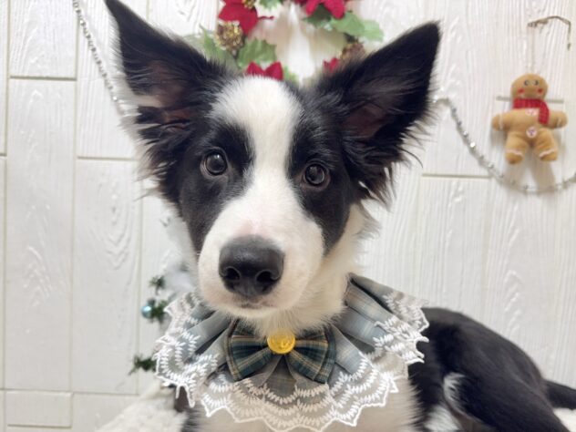 兵庫県のボーダーコリー (ワンキャラット アミーゴ姫路飾磨店/2025年7月8日生まれ/男の子/ブラックホワイト)の子犬