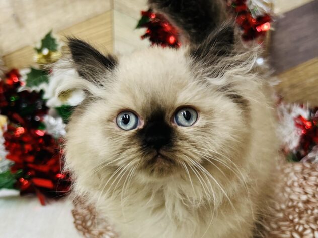 高知県のヒマラヤン (ワンキャラット アミーゴ高知店/2025年10月4日生まれ/女の子/シールポイント)の子猫の1枚目の画像