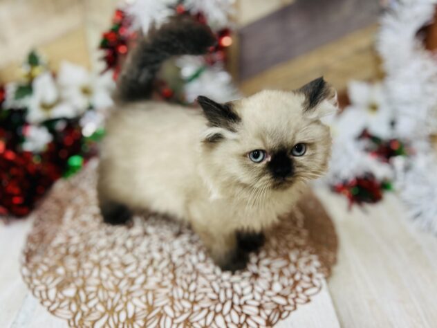 高知県のヒマラヤン (ワンキャラット アミーゴ高知店/2025年10月4日生まれ/女の子/シールポイント)の子猫の3枚目の画像