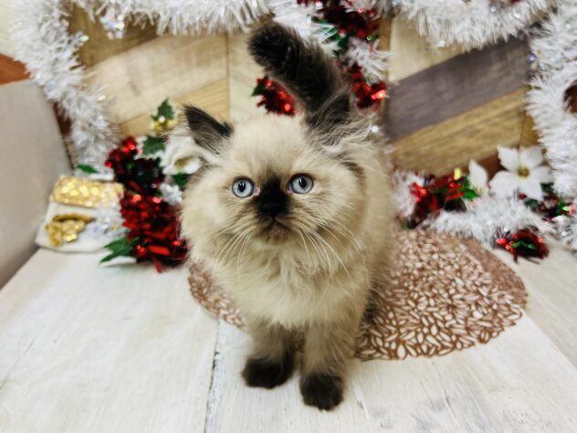 高知県のヒマラヤン (ワンキャラット アミーゴ高知店/2025年10月4日生まれ/女の子/シールポイント)の子猫の2枚目の画像