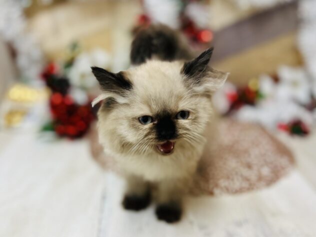 高知県のヒマラヤン (ワンキャラット アミーゴ高知店/2025年10月4日生まれ/女の子/シールポイント)の子猫の4枚目の画像