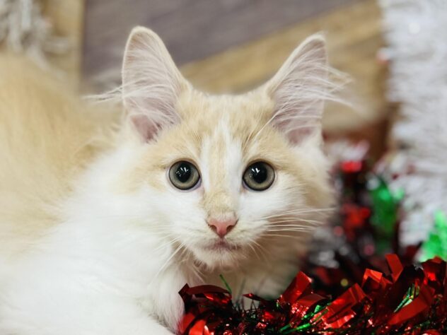 高知県のノルウェージャンフォレストキャット (ワンキャラット アミーゴ高知店/2025年8月22日生まれ/男の子/クリームホワイト)の子猫の1枚目の画像