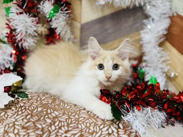 高知県のノルウェージャンフォレストキャット (ワンキャラット アミーゴ高知店/2025年8月22日生まれ/男の子/クリームホワイト)の子猫の2枚目の画像