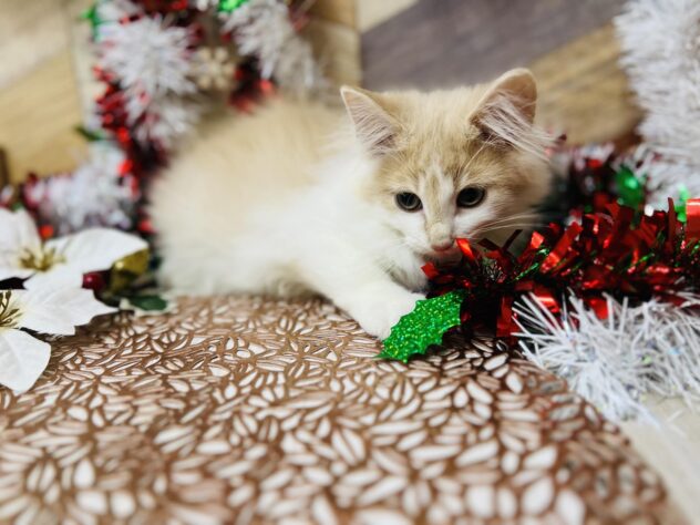 高知県のノルウェージャンフォレストキャット (ワンキャラット アミーゴ高知店/2025年8月22日生まれ/男の子/クリームホワイト)の子猫の3枚目の画像