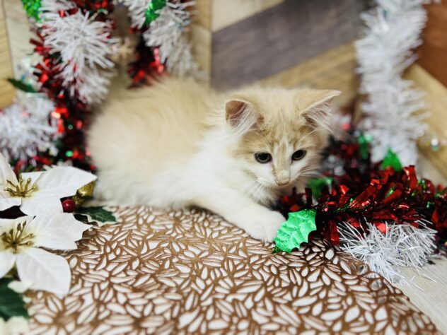 高知県のノルウェージャンフォレストキャット (ワンキャラット アミーゴ高知店/2025年8月22日生まれ/男の子/クリームホワイト)の子猫の4枚目の画像