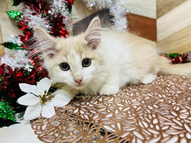 高知県のノルウェージャンフォレストキャット (ワンキャラット アミーゴ高知店/2025年8月22日生まれ/男の子/クリームホワイト)の子猫の4枚目の画像