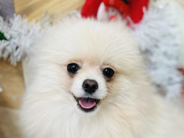 高知県のポメラニアン (ワンキャラット アミーゴ高知店/2025年4月22日生まれ/男の子/クリーム)の子犬の1枚目の画像