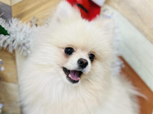 高知県のポメラニアン (ワンキャラット アミーゴ高知店/2025年4月22日生まれ/男の子/クリーム)の子犬の3枚目の画像