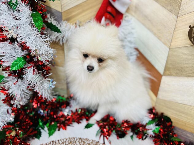 高知県のポメラニアン (ワンキャラット アミーゴ高知店/2025年4月22日生まれ/男の子/クリーム)の子犬の4枚目の画像