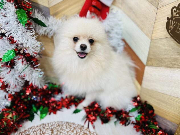 高知県のポメラニアン (ワンキャラット アミーゴ高知店/2025年4月22日生まれ/男の子/クリーム)の子犬の2枚目の画像