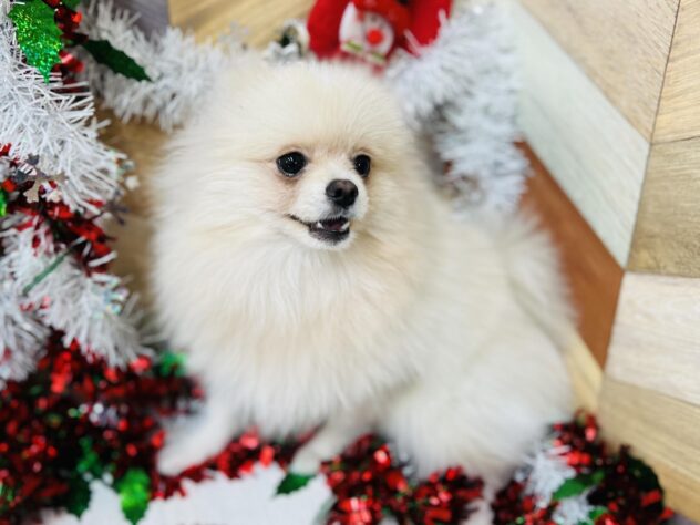 高知県のポメラニアン (ワンキャラット アミーゴ高知店/2025年4月22日生まれ/男の子/クリーム)の子犬の4枚目の画像