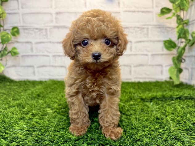 岡山県のトイプードル(トイ) (アミーゴ妹尾店/2025年10月7日生まれ/女の子/オレンジフォーン)の子犬