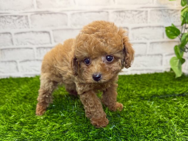 岡山県のトイプードル(トイ) (アミーゴ妹尾店/2025年10月7日生まれ/女の子/オレンジフォーン)の子犬の2枚目の画像