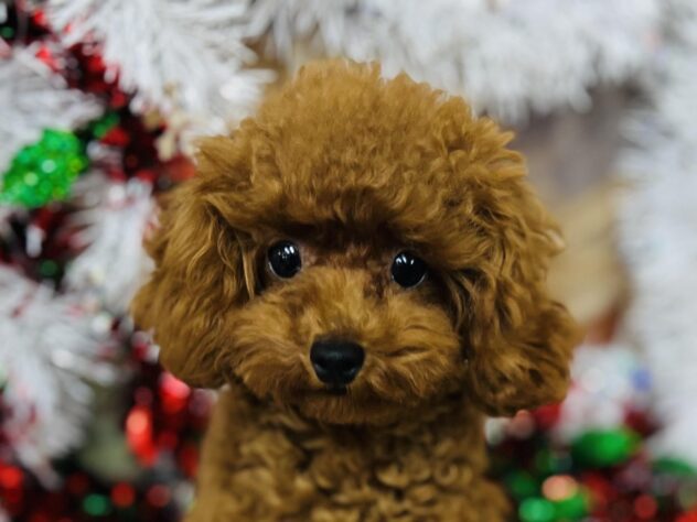 高知県のトイプードル(トイ) (ワンキャラット アミーゴ高知店/2025年5月7日生まれ/男の子/レッド)の子犬の1枚目の画像