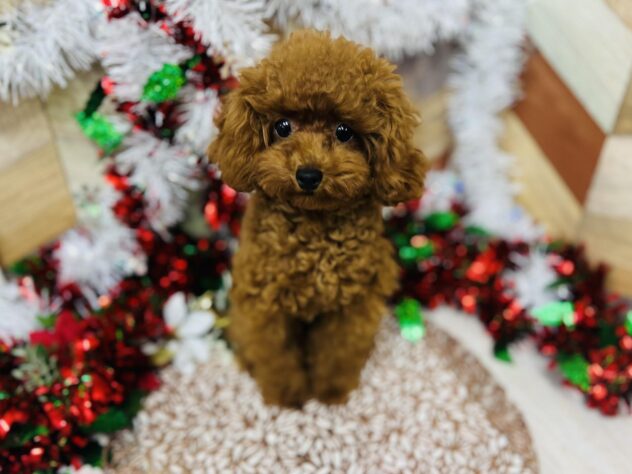 高知県のトイプードル(トイ) (ワンキャラット アミーゴ高知店/2025年5月7日生まれ/男の子/レッド)の子犬の2枚目の画像