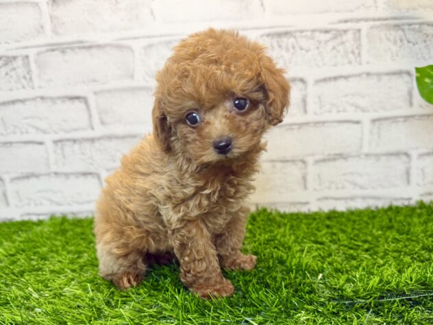 岡山県のトイプードル(トイ) (アミーゴ妹尾店/2025年10月7日生まれ/女の子/オレンジフォーン)の子犬の3枚目の画像