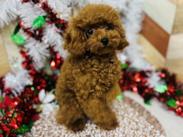 高知県のトイプードル(トイ) (ワンキャラット アミーゴ高知店/2025年5月7日生まれ/男の子/レッド)の子犬の3枚目の画像