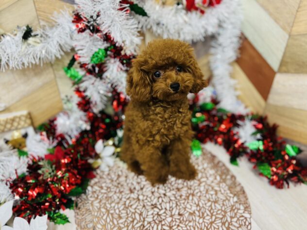 高知県のトイプードル(トイ) (ワンキャラット アミーゴ高知店/2025年5月7日生まれ/男の子/レッド)の子犬の4枚目の画像