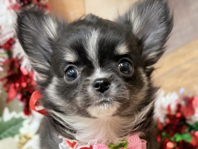 高知県のチワワ(ロング) (ワンキャラット アミーゴ高知店/2025年10月8日生まれ/女の子/ブラックタンホワイト)の子犬の1枚目の画像