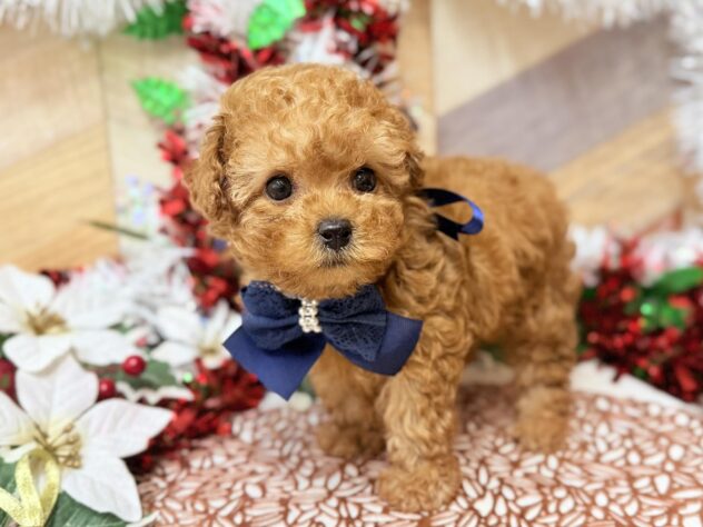 高知県のトイプードル(トイ) (ワンキャラット アミーゴ高知店/2025年10月9日生まれ/男の子/オレンジフォーン)の子犬の2枚目の画像