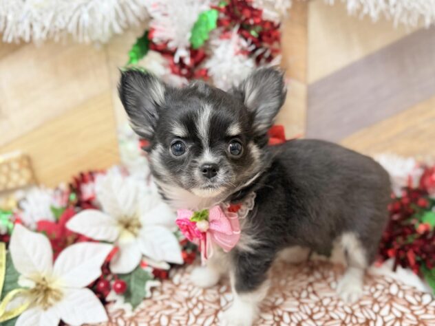 高知県のチワワ(ロング) (ワンキャラット アミーゴ高知店/2025年10月8日生まれ/女の子/ブラックタンホワイト)の子犬の2枚目の画像