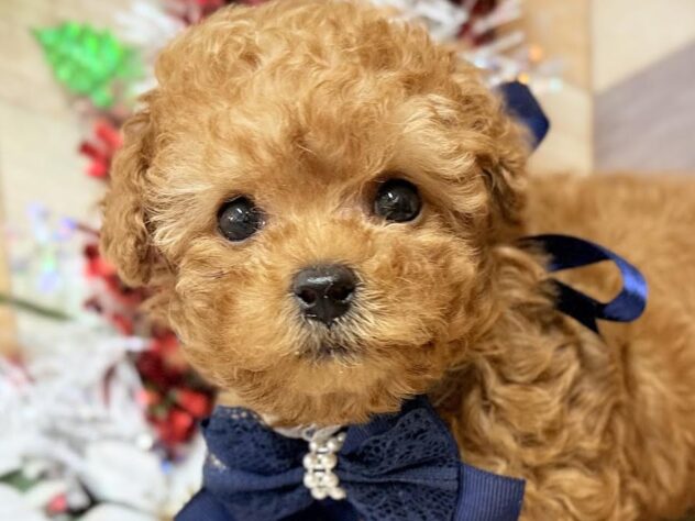 高知県のトイプードル(トイ) (ワンキャラット アミーゴ高知店/2025年10月9日生まれ/男の子/オレンジフォーン)の子犬の1枚目の画像