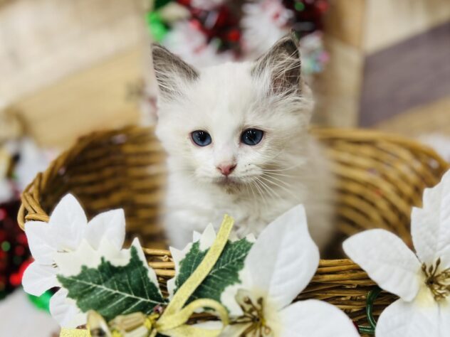 高知県のラグドール (ワンキャラット アミーゴ高知店/2025年10月10日生まれ/女の子/ブルーポイントバイカラー)の子猫の2枚目の画像