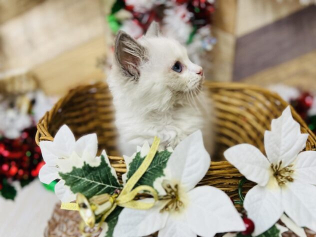 高知県のラグドール (ワンキャラット アミーゴ高知店/2025年10月10日生まれ/女の子/ブルーポイントバイカラー)の子猫の3枚目の画像