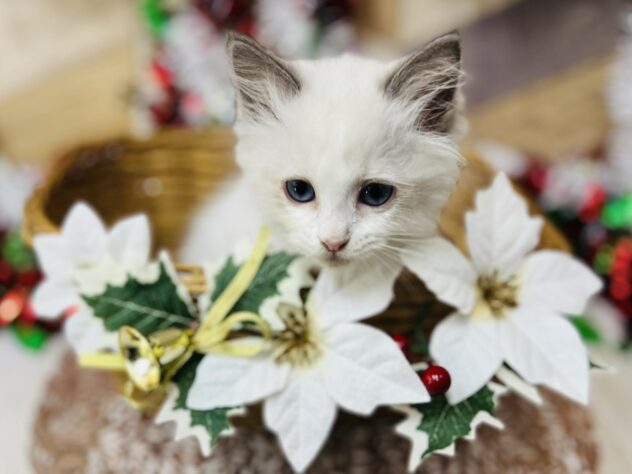 高知県のラグドール (ワンキャラット アミーゴ高知店/2025年10月10日生まれ/女の子/ブルーポイントバイカラー)の子猫の4枚目の画像