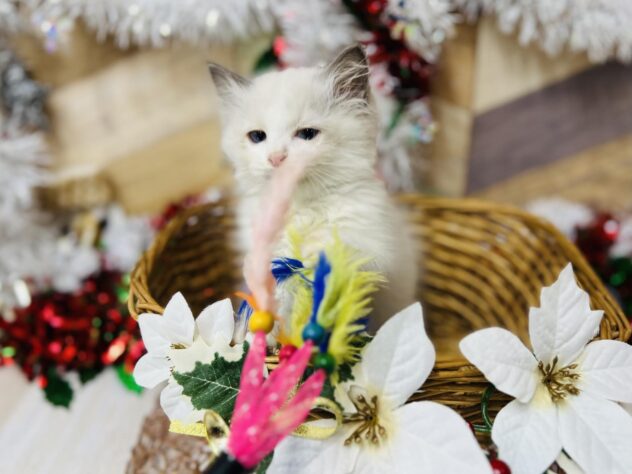 高知県のラグドール (ワンキャラット アミーゴ高知店/2025年10月10日生まれ/女の子/ブルーポイントバイカラー)の子猫の4枚目の画像