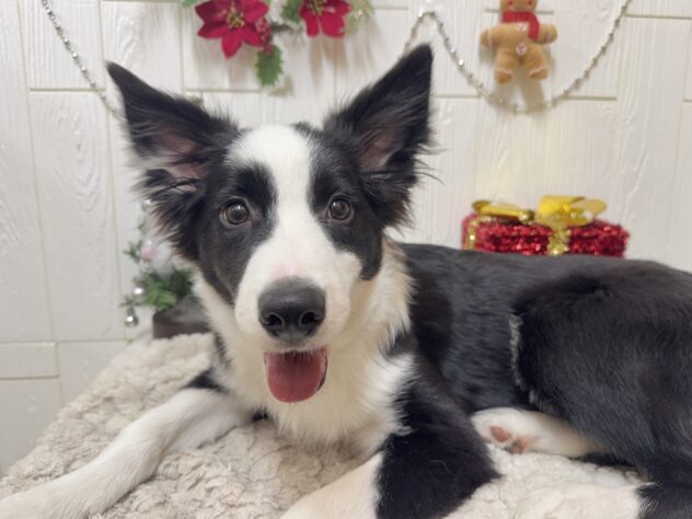 兵庫県のボーダーコリー (ワンキャラット アミーゴ姫路飾磨店/2025年7月8日生まれ/男の子/ブラックホワイト)の子犬の2枚目の画像