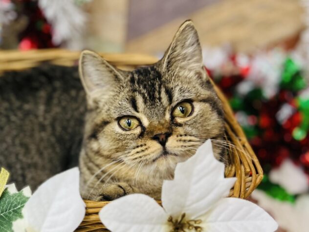 高知県のマンチカン (ワンキャラット アミーゴ高知店/2025年7月16日生まれ/女の子/ブラウンタビー)の子猫の1枚目の画像