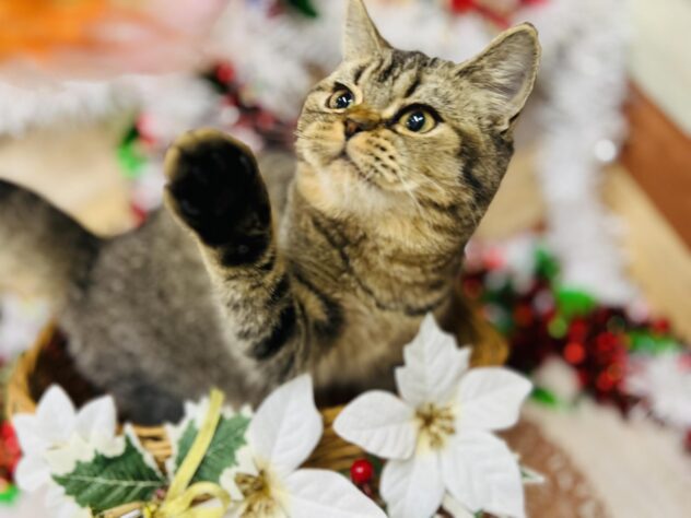 高知県のマンチカン (ワンキャラット アミーゴ高知店/2025年7月16日生まれ/女の子/ブラウンタビー)の子猫の4枚目の画像