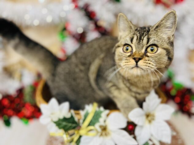 高知県のマンチカン (ワンキャラット アミーゴ高知店/2025年7月16日生まれ/女の子/ブラウンタビー)の子猫の3枚目の画像