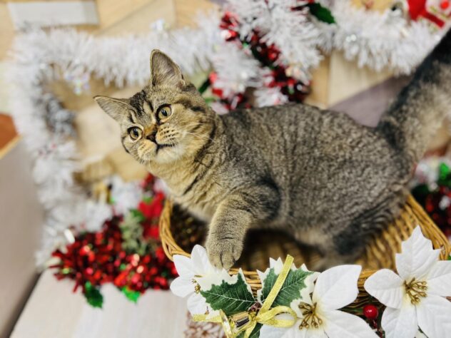 高知県のマンチカン (ワンキャラット アミーゴ高知店/2025年7月16日生まれ/女の子/ブラウンタビー)の子猫の2枚目の画像