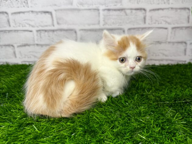 岡山県のマンチカン (アミーゴ妹尾店/2025年10月2日生まれ/女の子/レッドタビーホワイト)の子猫の3枚目の画像