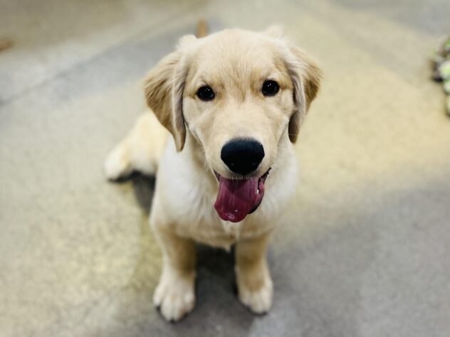 高知県のゴールデンレトリバー (ワンキャラット アミーゴ高知店/2025年7月31日生まれ/男の子/ゴールド)の子犬の3枚目の画像