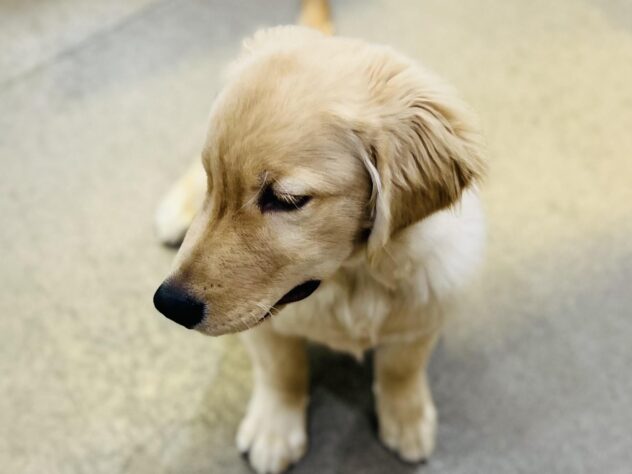 高知県のゴールデンレトリバー (ワンキャラット アミーゴ高知店/2025年7月31日生まれ/男の子/ゴールド)の子犬の4枚目の画像